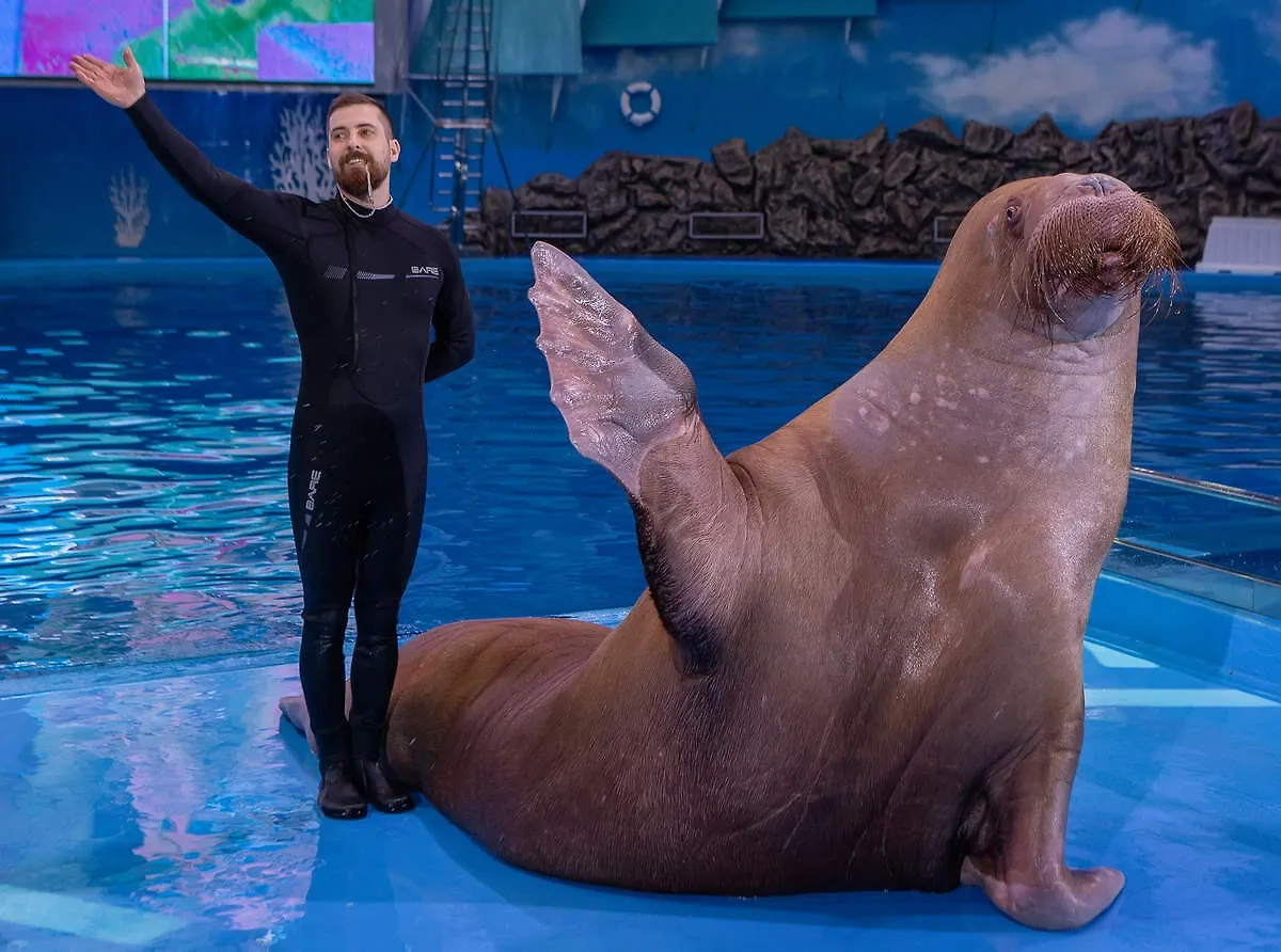 Морж Миша и его тренер Владимир Маслов. Фото © primocean.ru