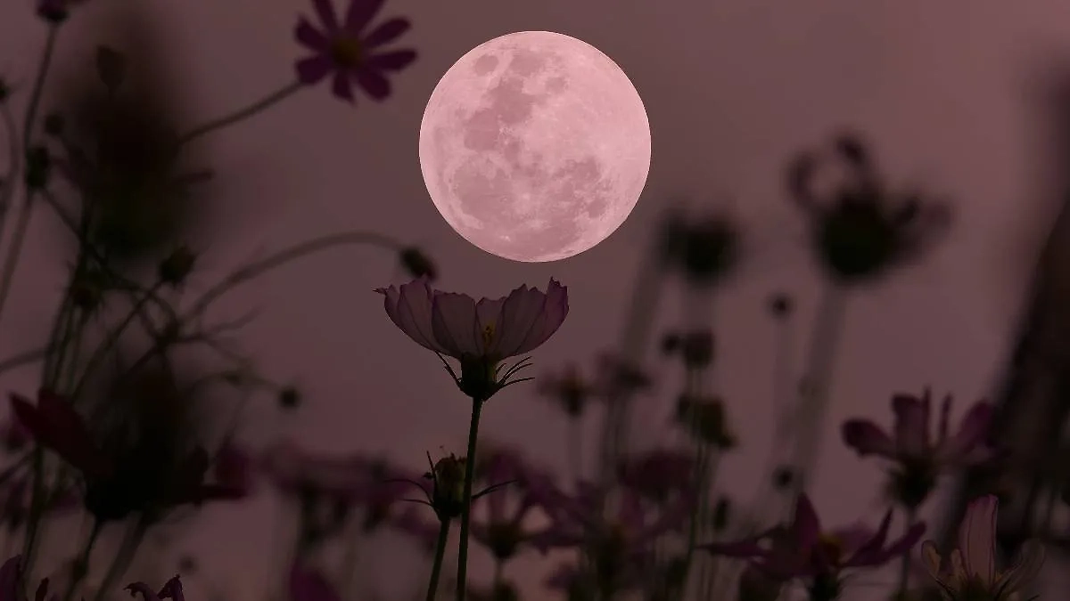 Цветочная луна — очень красивое название. Но каким образом оно появилось? Фото © Shutterstock / FOTODOM / Onkamon