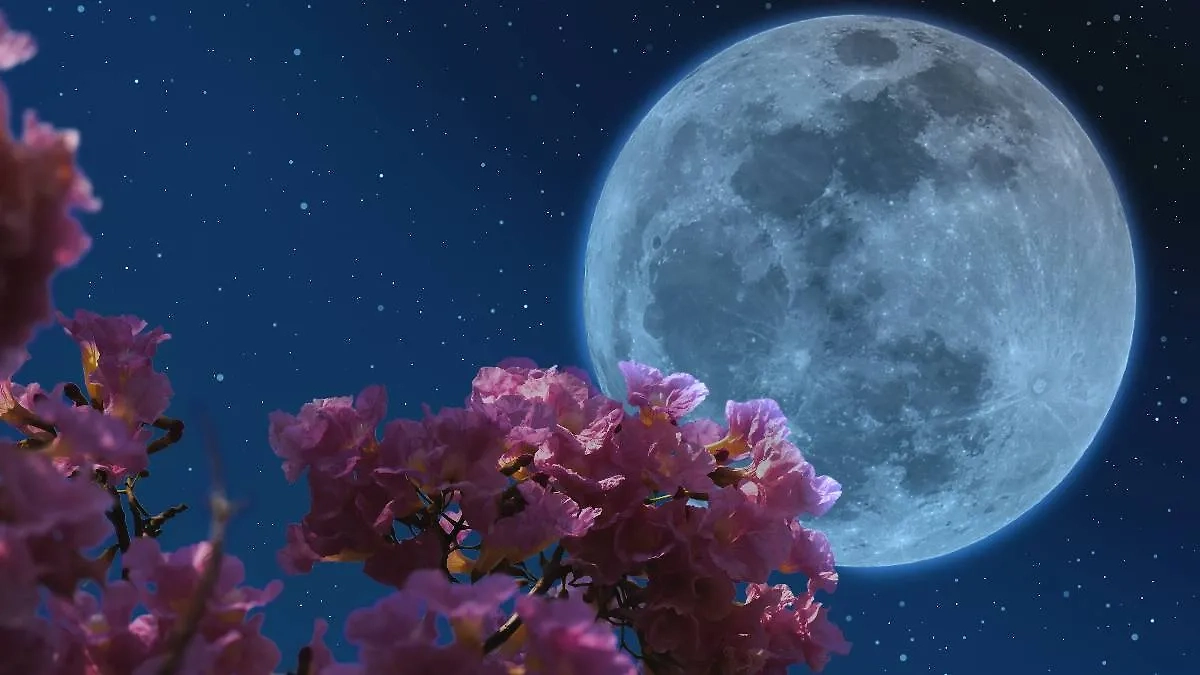 Цветочная луна и знаки зодиака: кому рассчитывать на везение, а кому — на разрушение судьбы. Фото © Shutterstock / FOTODOM / Onkamon