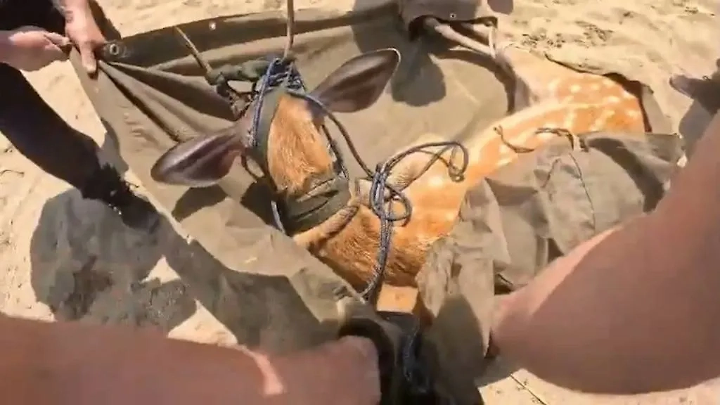 Обложка © VK / Министерство природы Приморского края