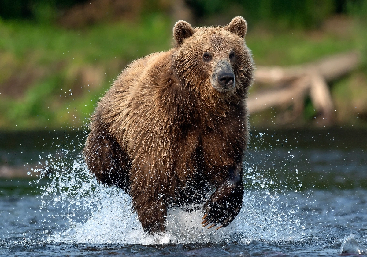 Обложка © Shutterstock / FOTODOM / Sergey Uryadnikov