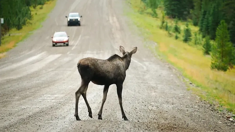 Лось у трассы. Обложка © Shutterstock / FOTODOM / BGSmith