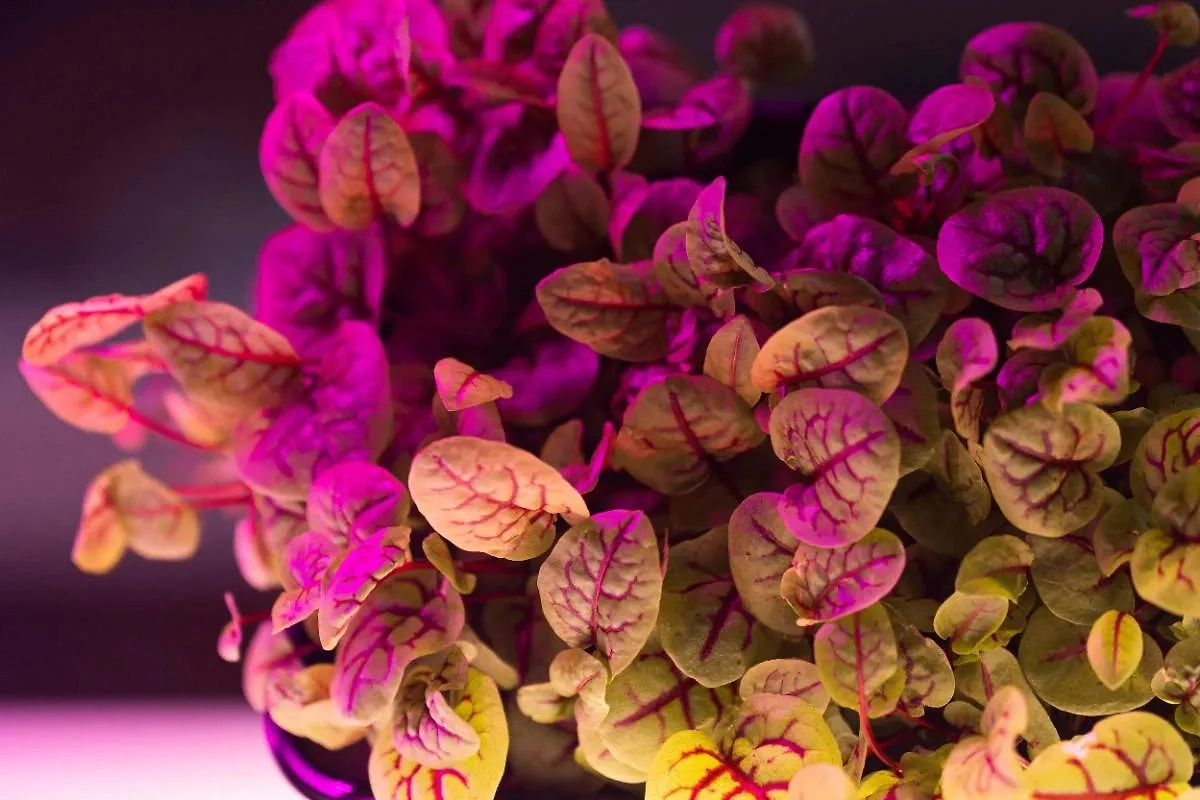 Фитолампа поможет в случае, если в помещении холодно и не очень светло. Фото © Freepik