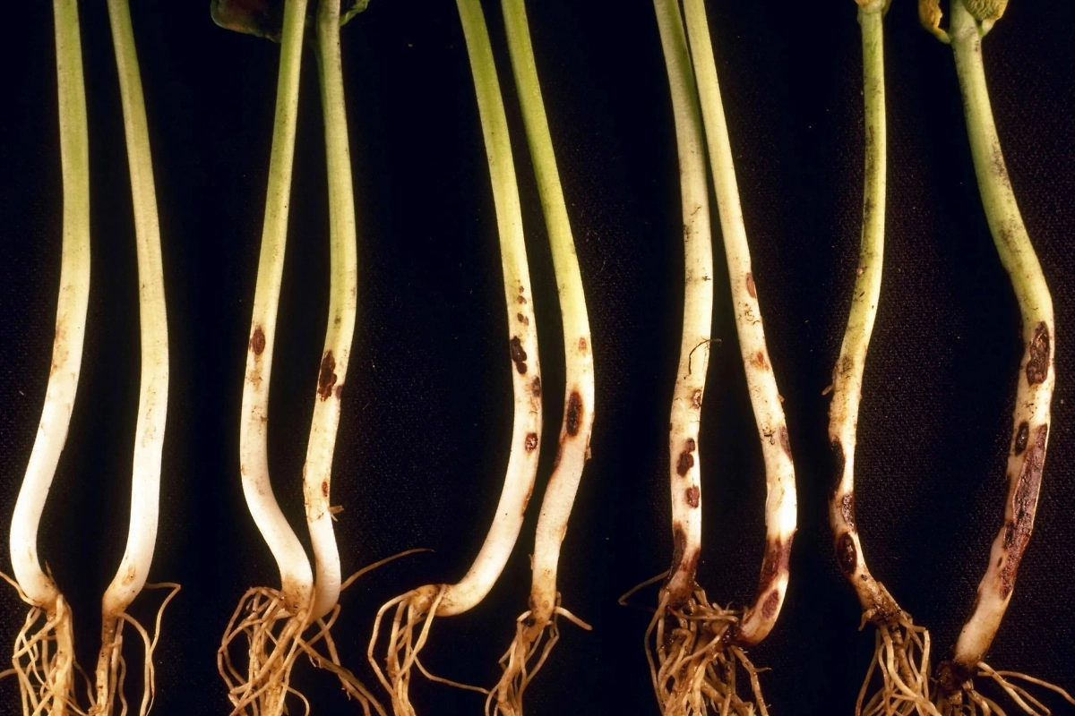 Прикорневая гниль — грибковая инфекция. Фото © Wikipedia / Howard F. Schwartz