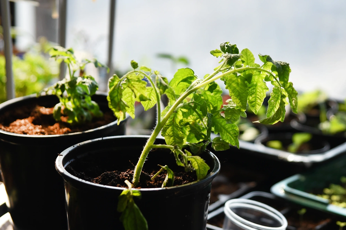 Болезни растений возникают из-за нарушений правил агрономии, грибков или бактерий. Обложка © Shutterstock / FOTODOM / photoPOU