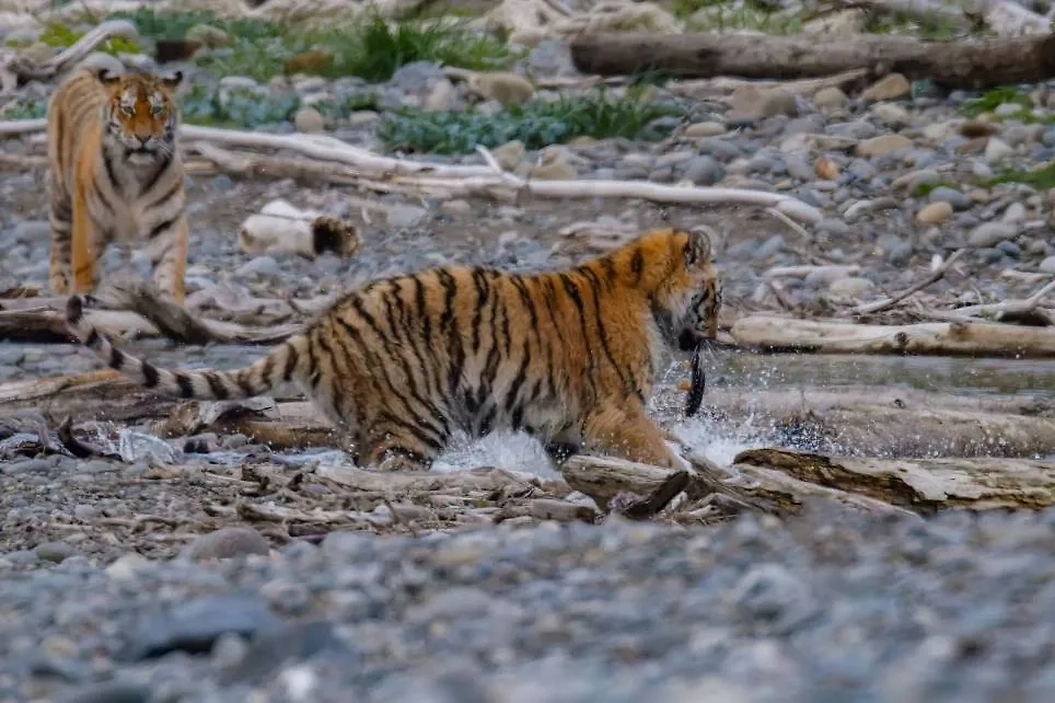 Тигрята на рыбалке. Фото © VK / Сихотэ-Алинский заповедник