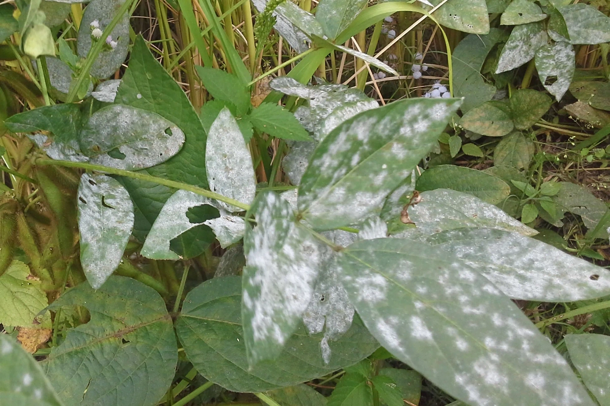 Мучнистая роса возникает при избытке азота или плохой циркуляции воздуха. Фото © Wikipedia / Madan subedi01