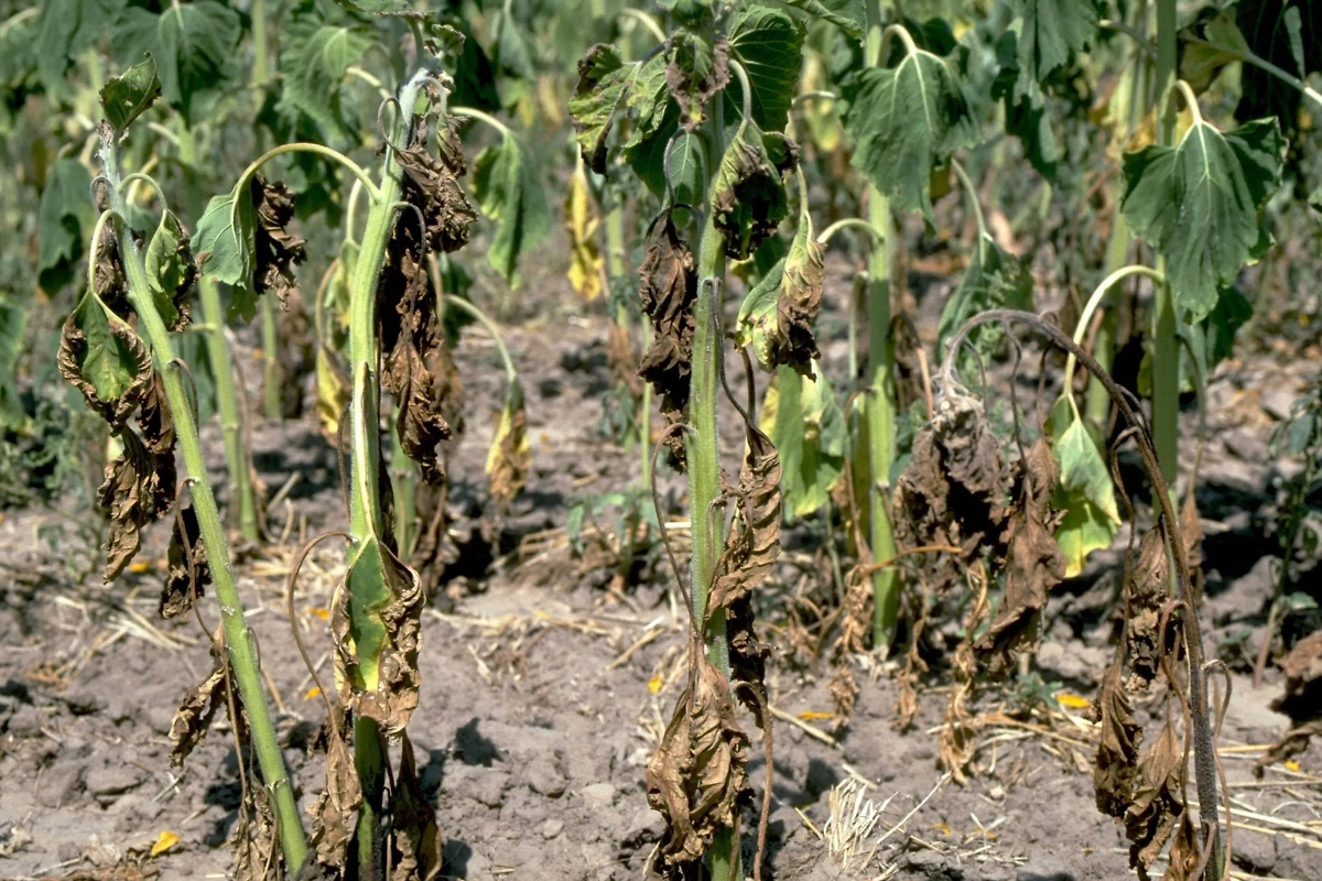 Вертициллёз поражает корни растений. Фото © Wikipedia / Говард Ф. Шварц