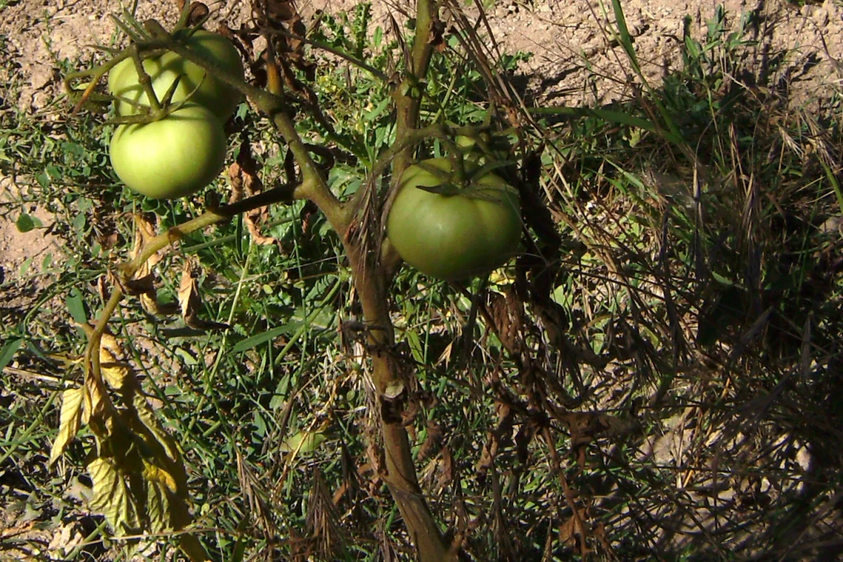 Фузариоз приводит к потемнению и увяданию стеблей. Фото © Wikipedia / Victor M. Vicente Selvas