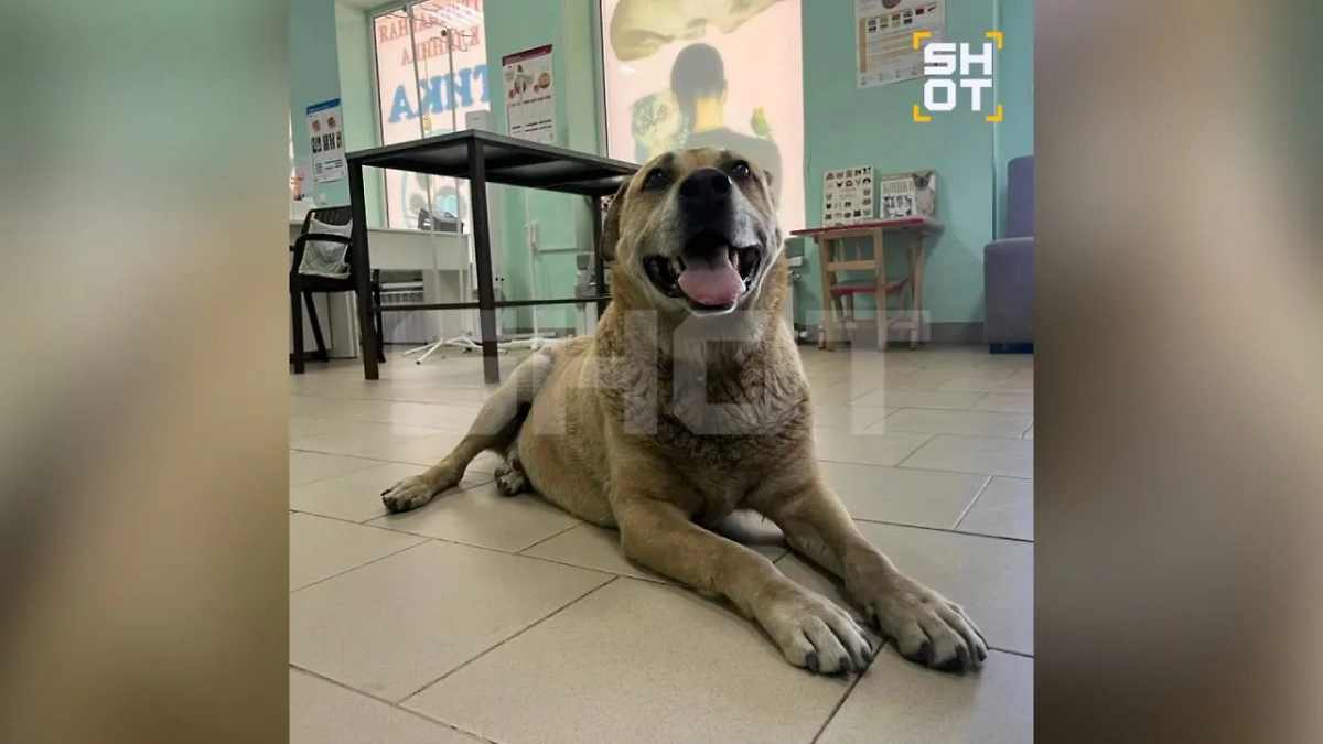 Барбос уже прошёл курс лечения. Фото © Telegram / SHOT