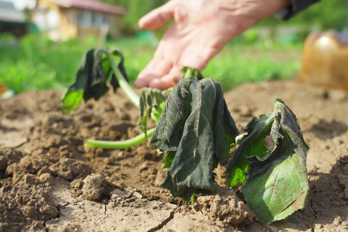 Главный признак заболевания растений — увядание. Фото © Shutterstock / FOTODOM / woff