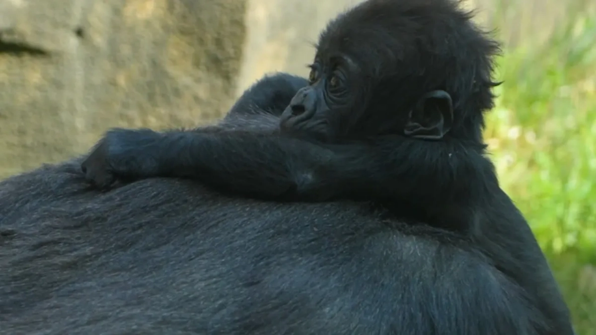 Детёныш гориллы Квито. Обложка © Telegram / Московский зоопарк