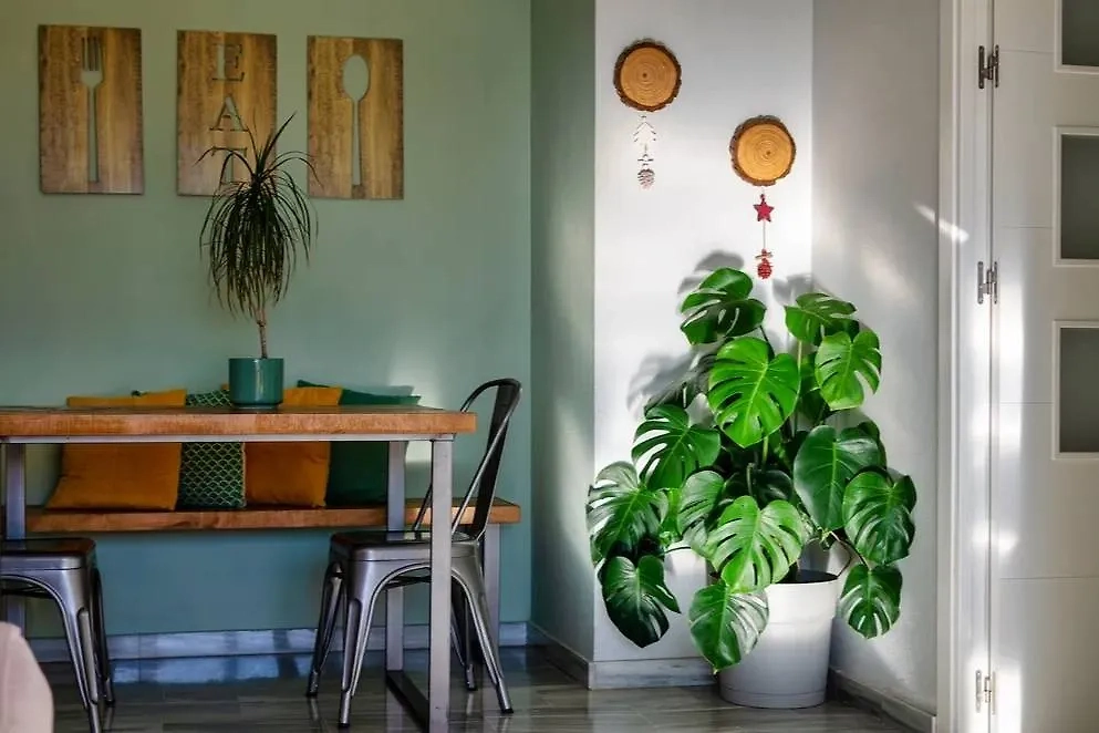 Комнатные растения-вампиры, которые забирают энергию у людей. Фото © Shutterstock / FOTODOM / Mlle Sonyah