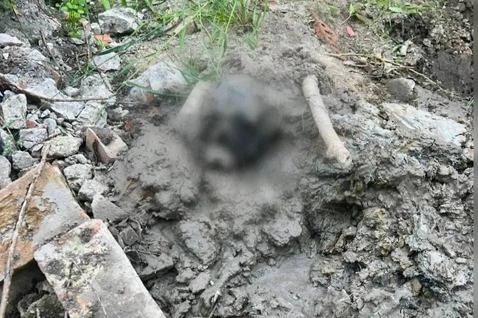 В Петербурге обнаружены костные останки человека. Обложка © Telegram / Питерский Следком