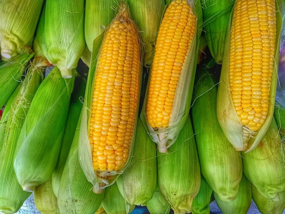 Обложка © Shutterstock / FOTODOM / Hersen