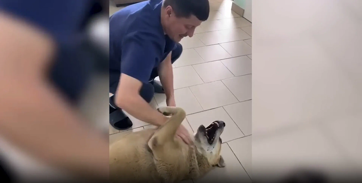 Пёс Барбос и врач. Обложка © 360.ru