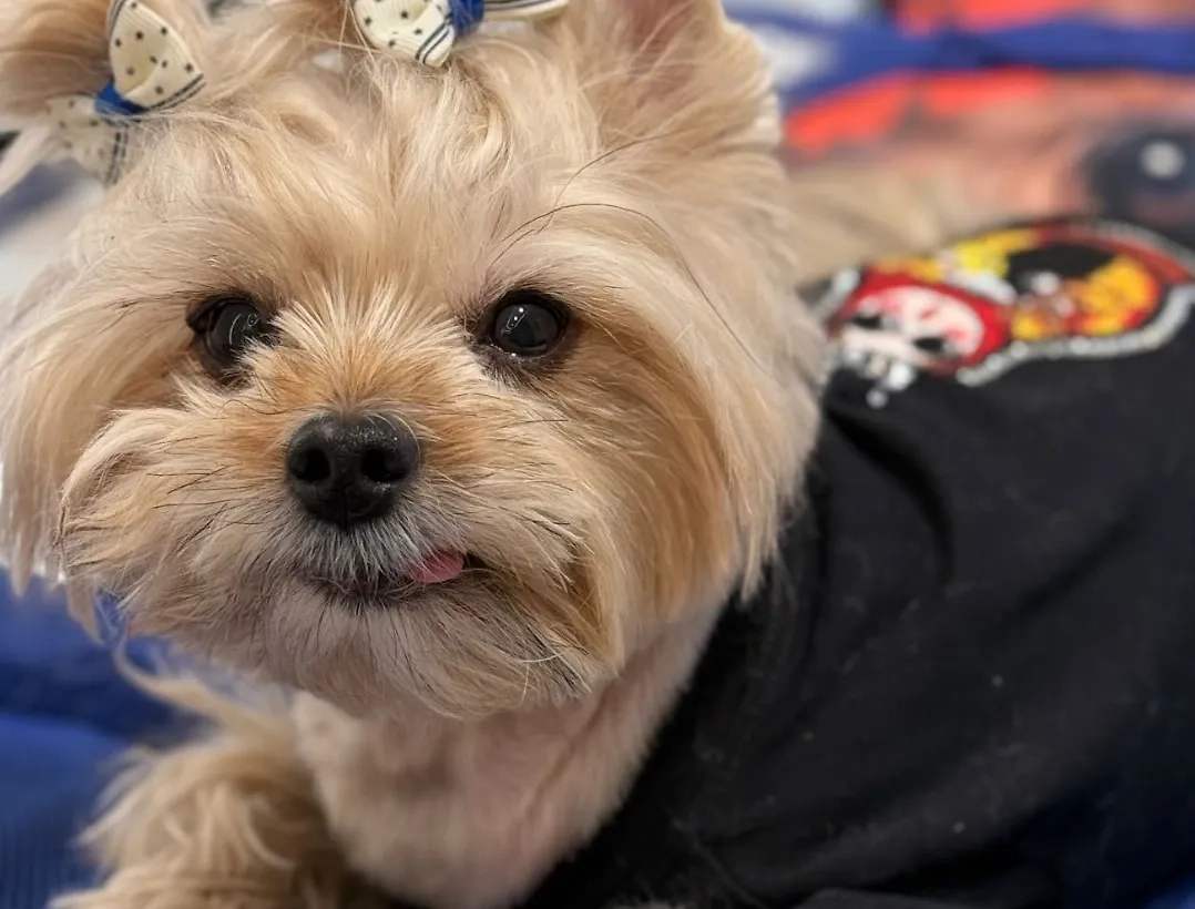 Собака Ольги Бузовой. Фото ©  Instagram (признан экстремистской организацией и запрещён на территории Российской Федерации)/ buzova86