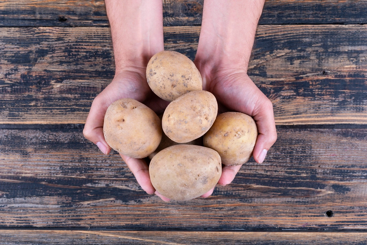 Картошка. Обложка © Freepik / 8photo