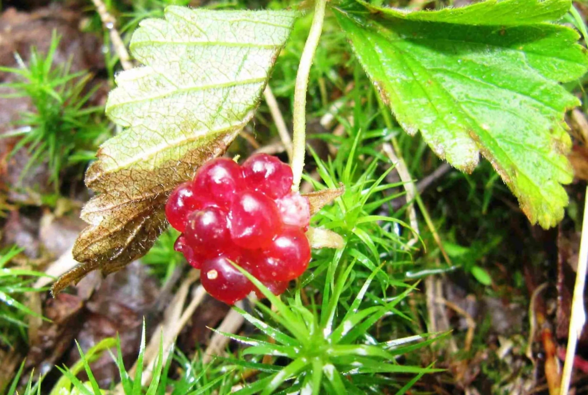 Княжица. Обложка © Telegram / Таганай News