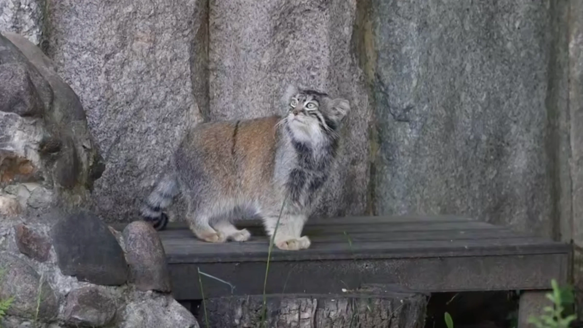 Манул Тимофей. Обложка © Telegram / Московский зоопарк