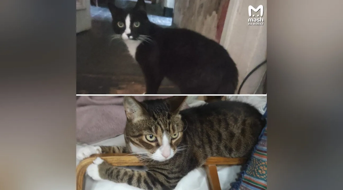 Коты Марты Крыжановской. Фото © Telegram / «Mash на Мойке»