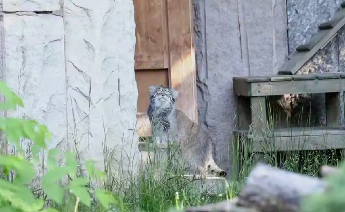 Манул Тимофей. Обложка © VK / Московский зоопарк