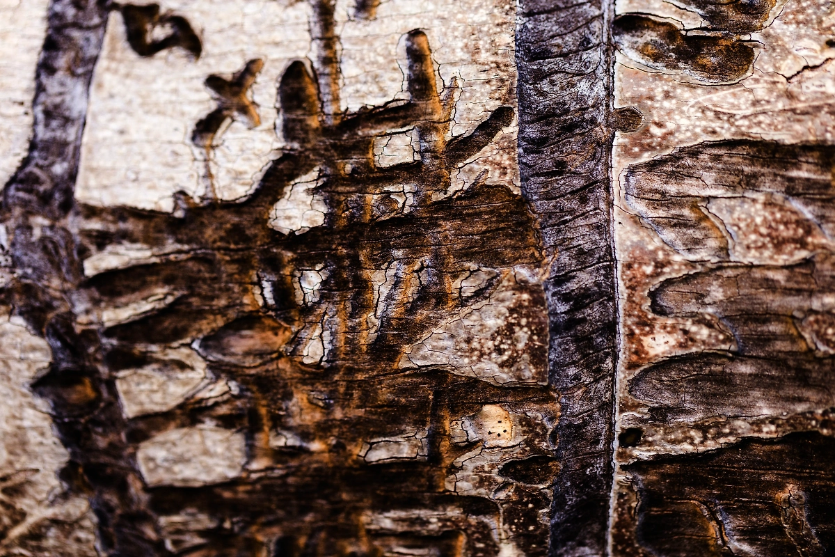 Раньше учёные думали, что создавать новые материалы могли только люди. Фото © Freepik