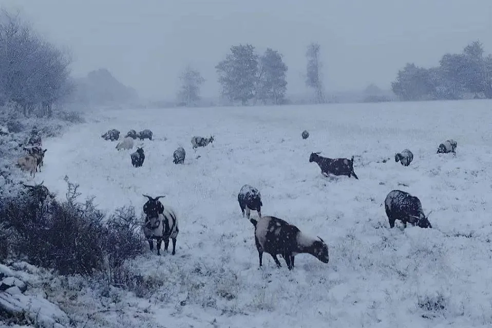 Снегопад в Африке. Обложка © X/ ukcityweather