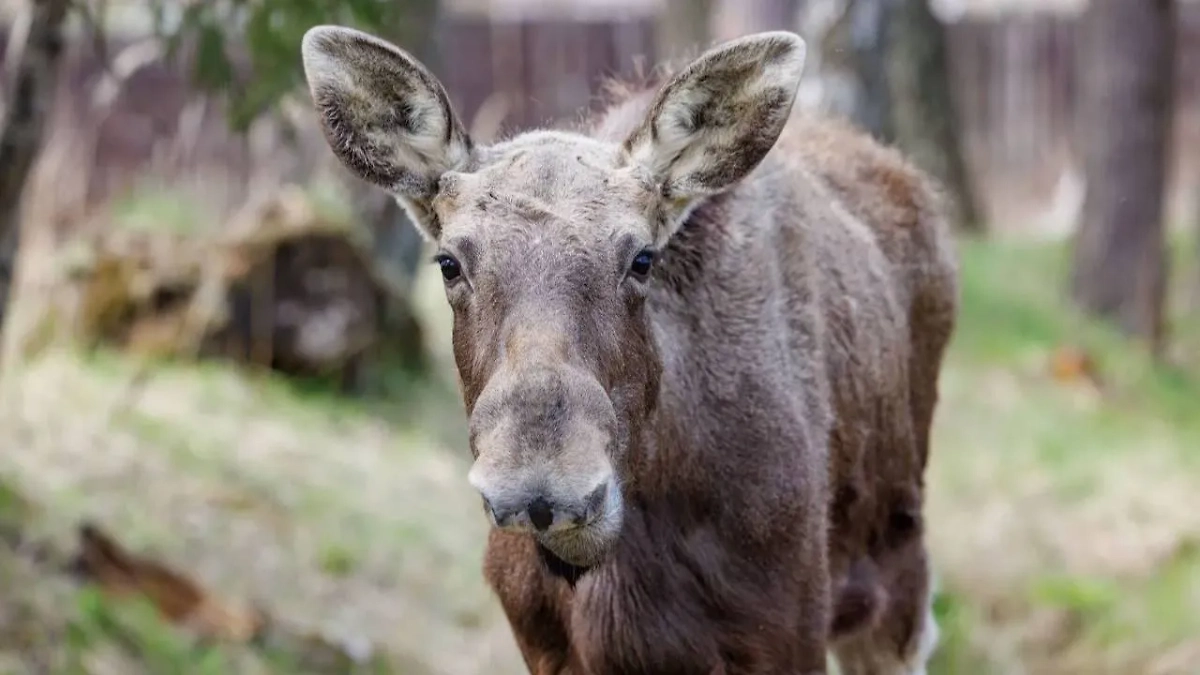 Обложка © Telegram / Нацпарк «Лосиный остров»