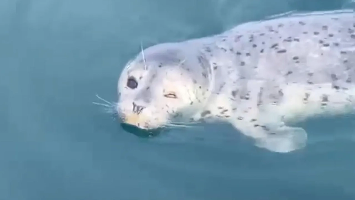 В Приморском крае спасли детёныша тюленя. Обложка © Telegram / Amur Mash