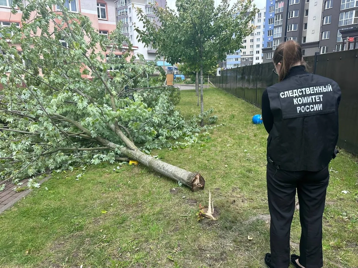 Дерево, упавшее в Калининграде на ребёнка. Обложка © Telegram / Калининградский Следком