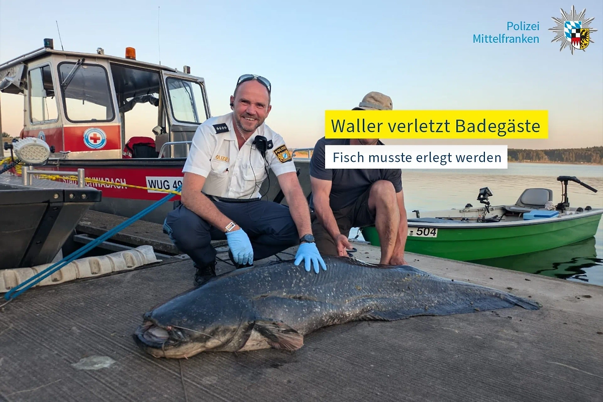 Сотрудник полиции и сом. Фото © X / Polizei Mittelfranken 