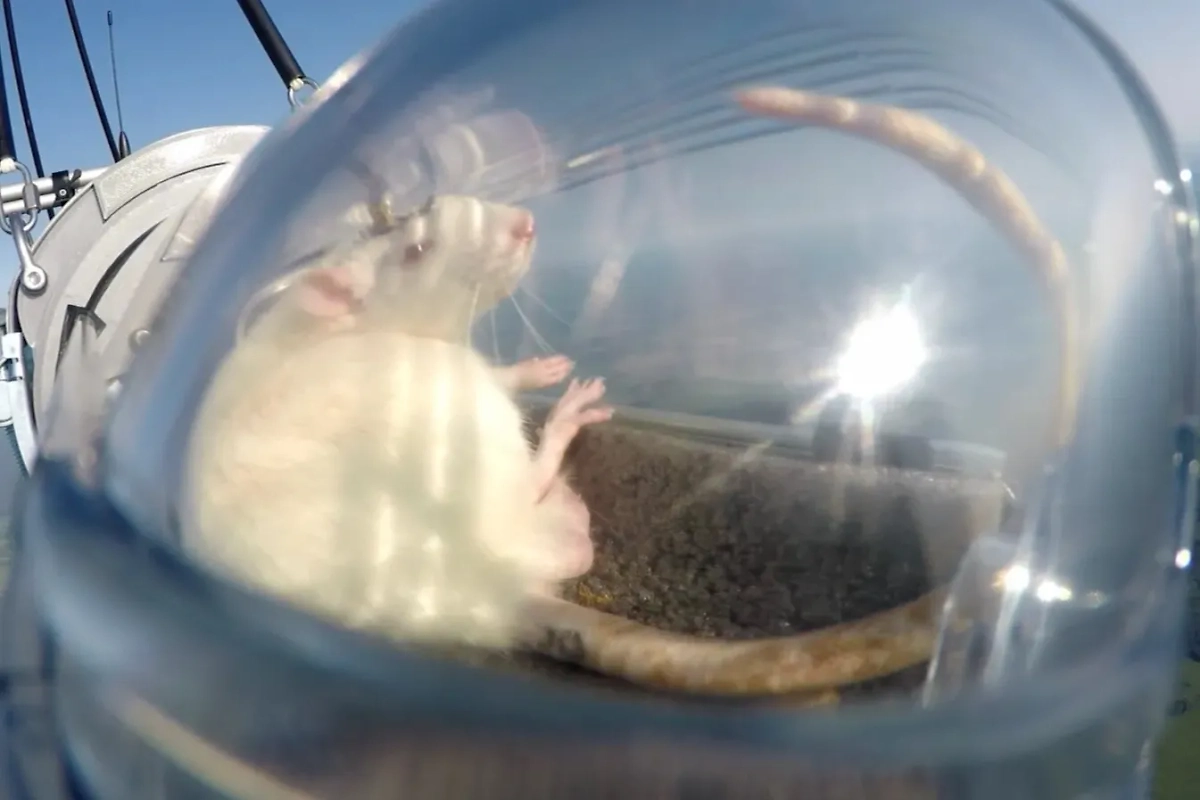 Крысы в стратосфере. Обложка © neiry.ru