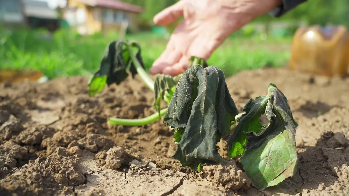 По лунному календарю огородника на июль 2025 есть ещё и неблагоприятные дни. Фото © Shutterstock / FOTODOM / woff