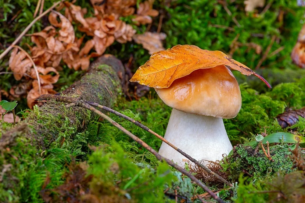 Обложка © Shutterstock / FOTODOM / Vladimir Khodataev