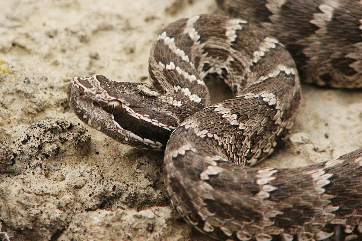 Обложка © Wikipedia / Anne Laudisoit.