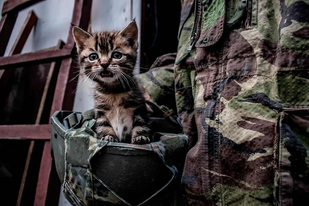 Обложка © Shutterstock / FOTODOM / Alonafoto