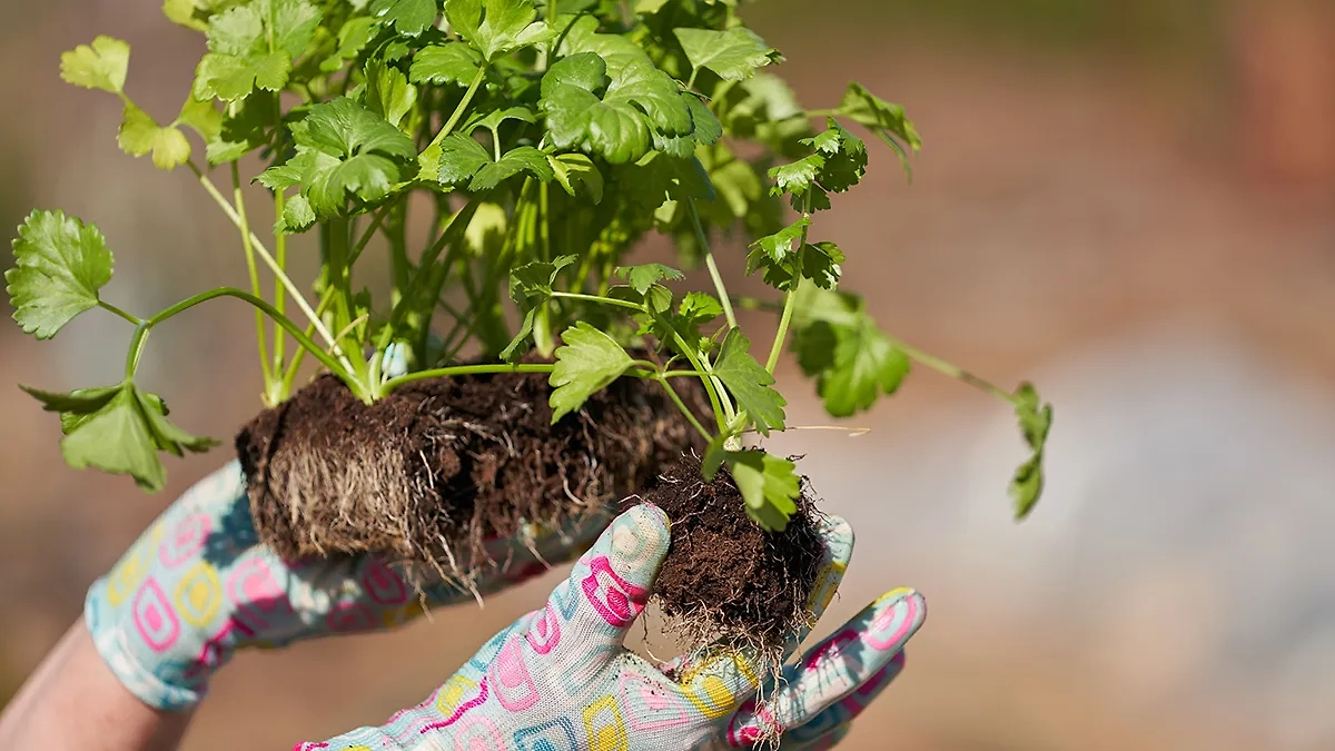 В июле 2025 года по лунному календарю необходимо плотно поработать. Фото © Shutterstock / FOTODOM / ROMAN DZIUBALO