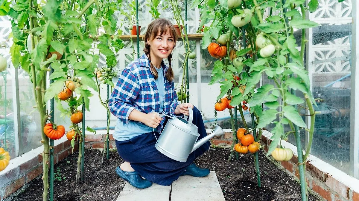 Уборка урожая по лунному календарю приходится на июль 2025 года. В этом месяце есть шанс получить самые ранние плоды. Фото © Shutterstock / FOTODOM / Okrasiuk