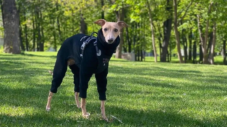 Пёс Матео. Обложка © 360.ru