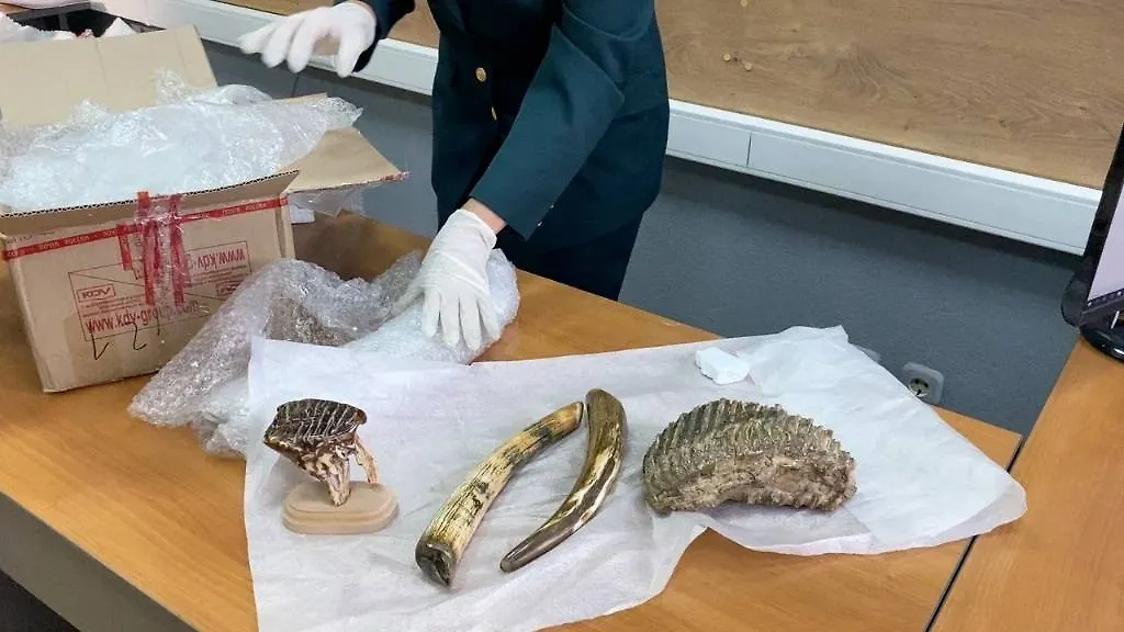 Палеонтологические находки. Фото © Предоставлено Life.ru пресс-службой ФТС