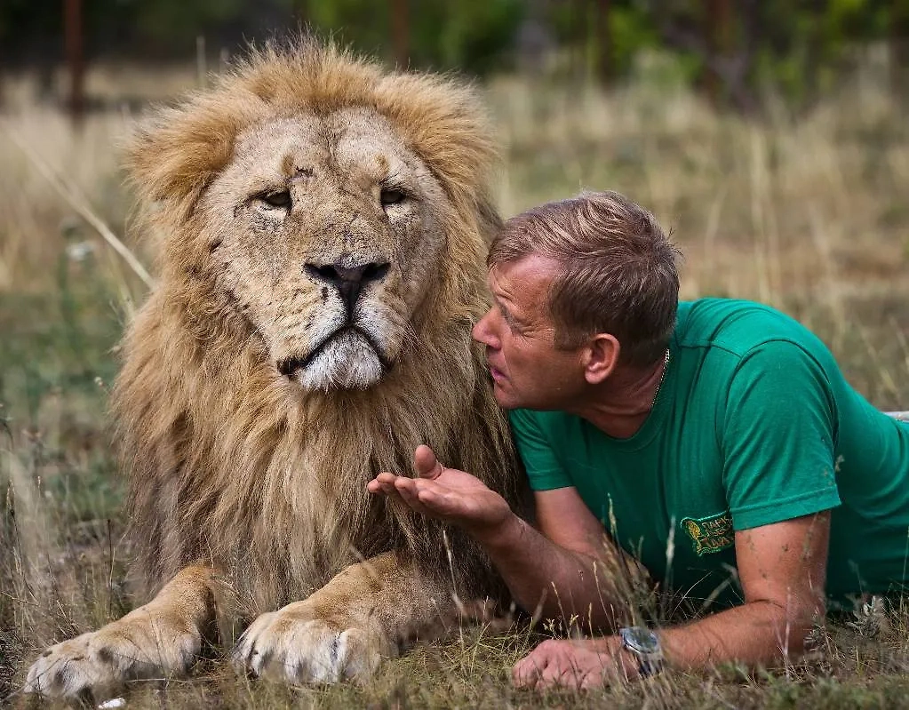 Директор парка «Тайган» Олег Зубков со львом. Обложка © ТАСС/Сергей Мальгавко