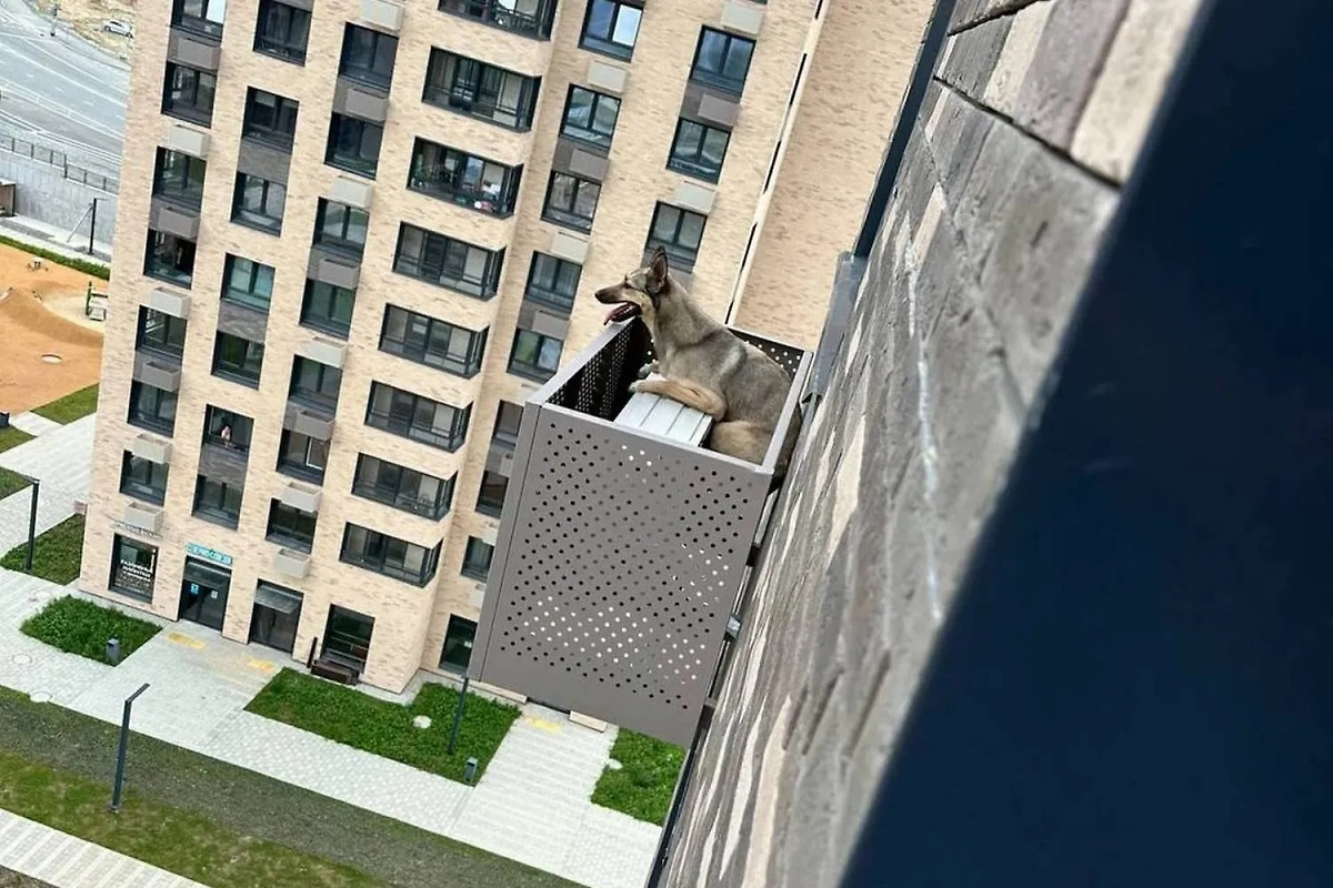 Овчарка выпала с 12 этажа и застряла. Обложка © Telegram / SHOT