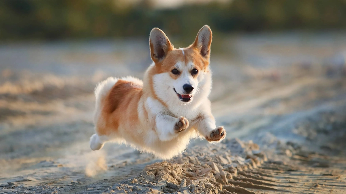 Обложка © Shutterstock / FOTODOM / Dulova Olga