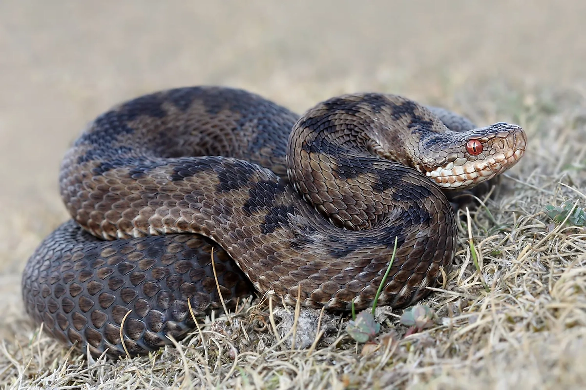 С наступлением лета на полях и участках могут появляться змеи. Обложка © Shutterstock / FOTODOM / JASON STEEL