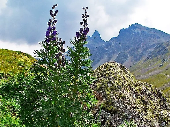 Аконит (борец). Обложка © Wikipedia / Llez