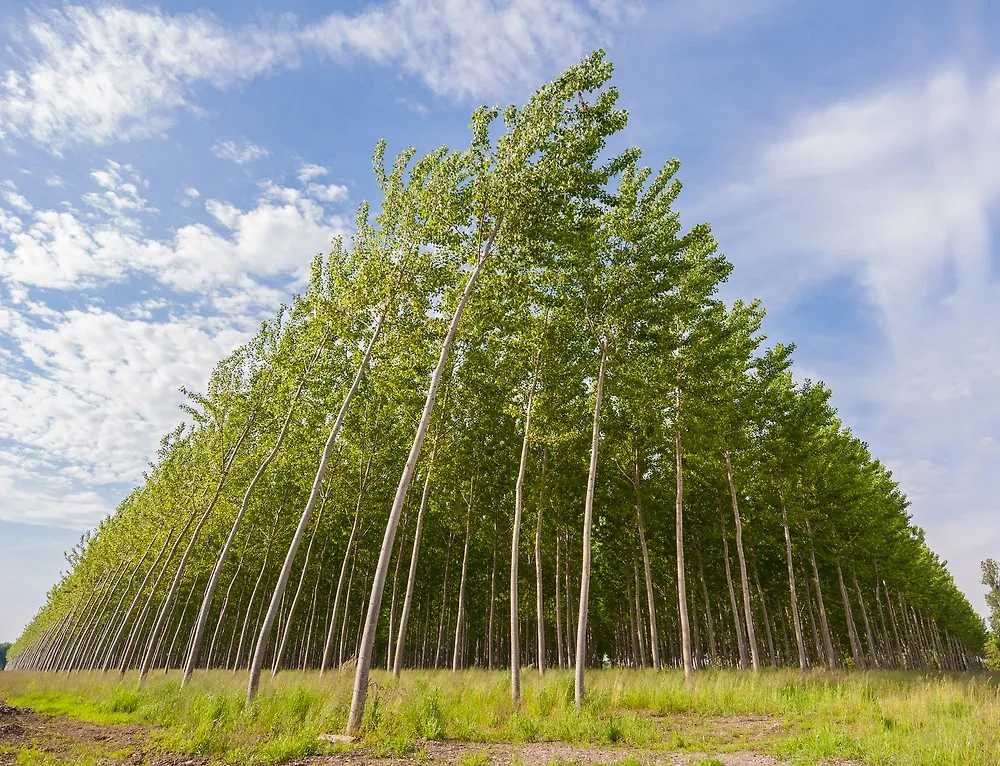 Тополь — родственник осины. У них одинаковая негативная аура. Фото © Shutterstock / FOTODOM / Climber 1959