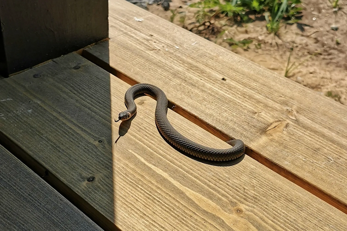 Змеи любят прятаться в укромных местах в тени. Фото © Shutterstock / FOTODOM / Parasyusha