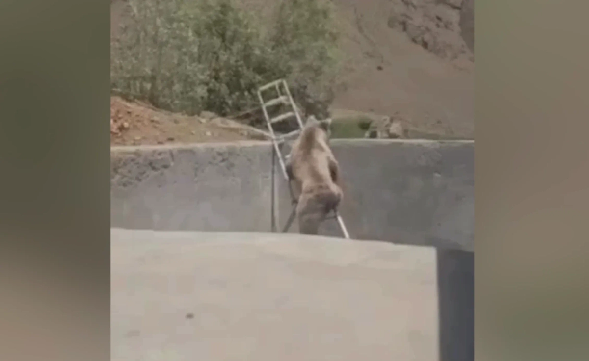 Обложка © VK / «Нетипичная Махачкала»