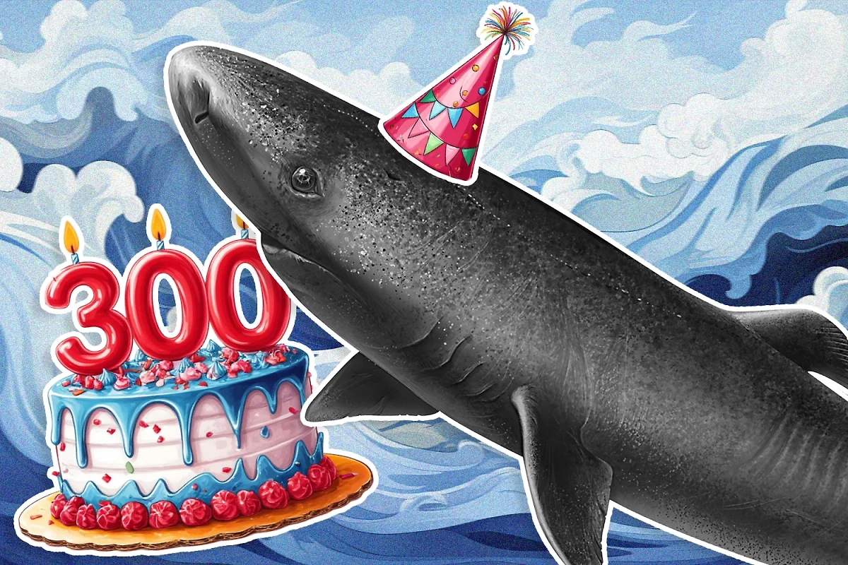 Эти милые животные могут индивидуально просуществовать больше ста лет. Самый хиленький из них проживает больше, чем люди-долгожители. Коллаж © Life.ru. Обложка © Shutterstock / FOTODOM / Ekaterina Gerasimchuk, © Freepik, © «Шедеврум»